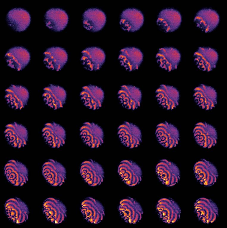 6-by-6 grid of purple ovals, with increasingly detailed structure