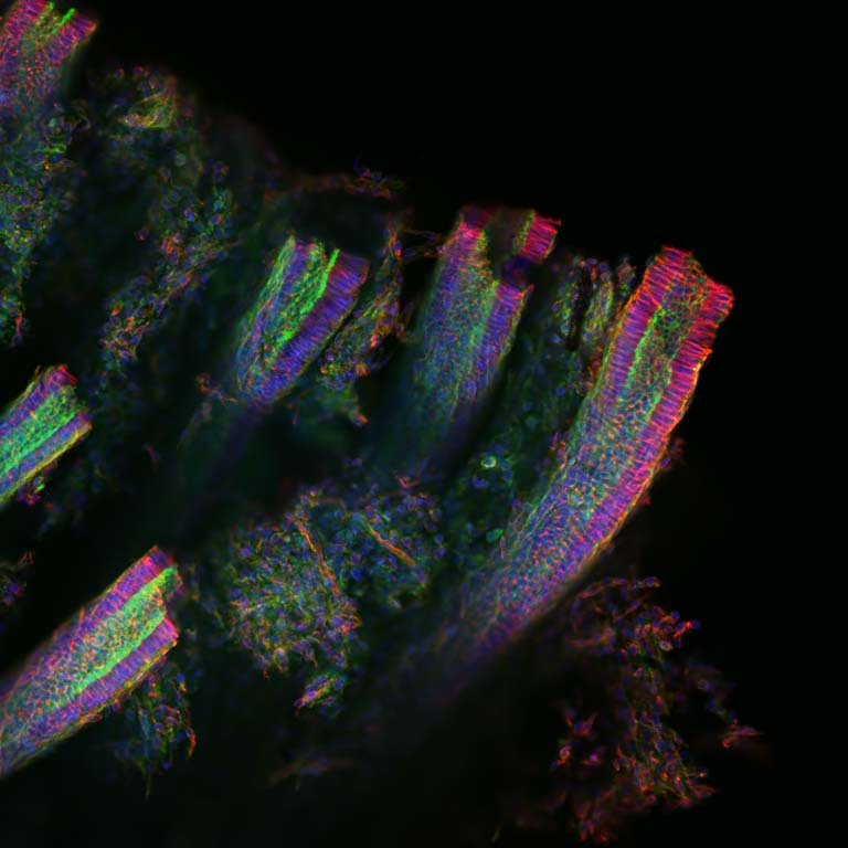 columns of fluorescently stained cells