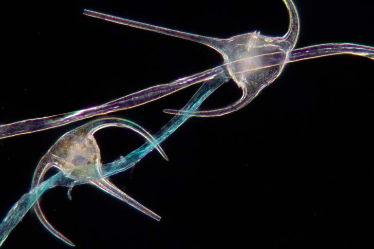 two plankton with a blue strand of microplastic between them