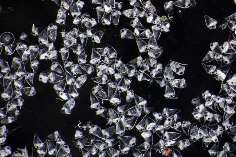 clusters of white plankton on a dark background