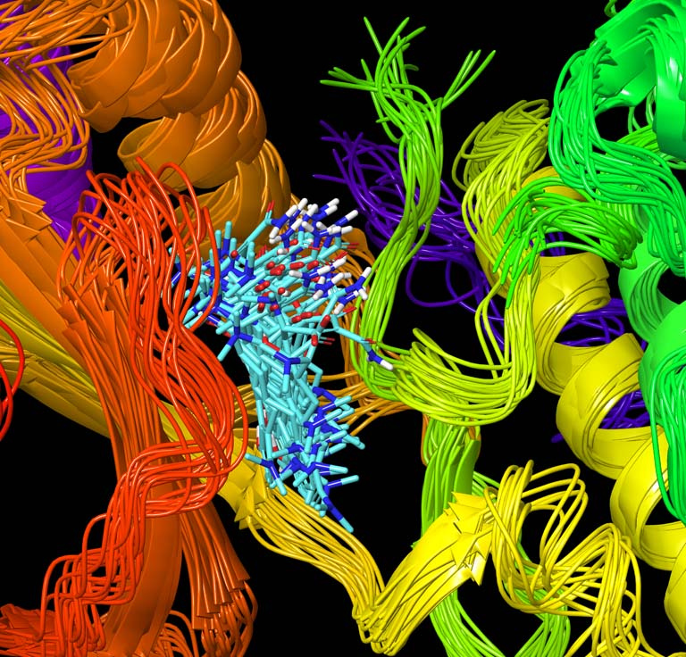 view into the center of a homologous protein model