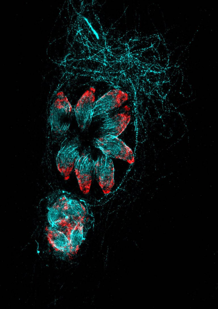 A rosette-like cluster of cyan ovals tipped in red is surrounded by a web of cyan threads and a cluster of red and cyan cells sits below