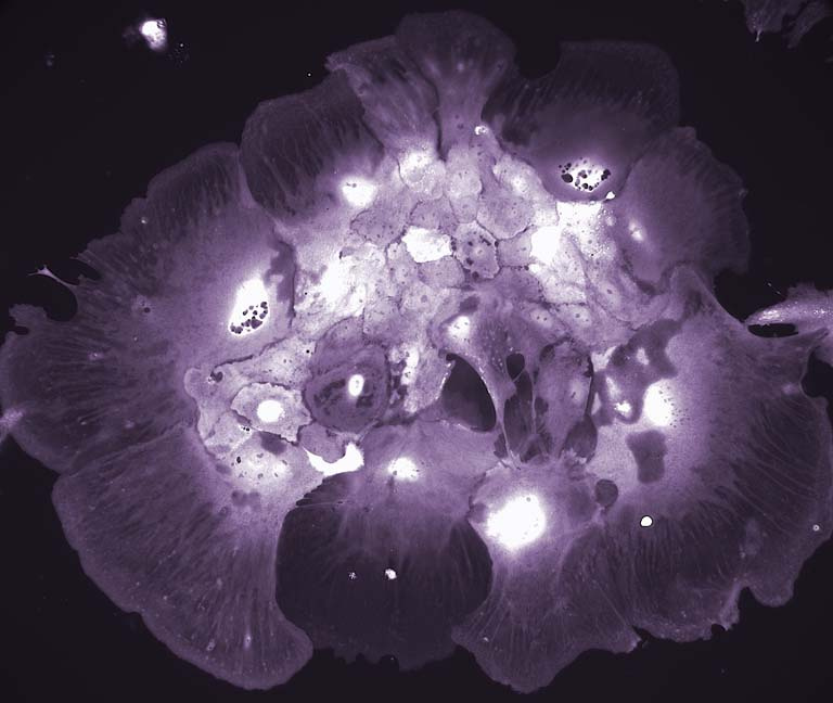 a rounded purple blob surrounds bright patches of glowing nuclei