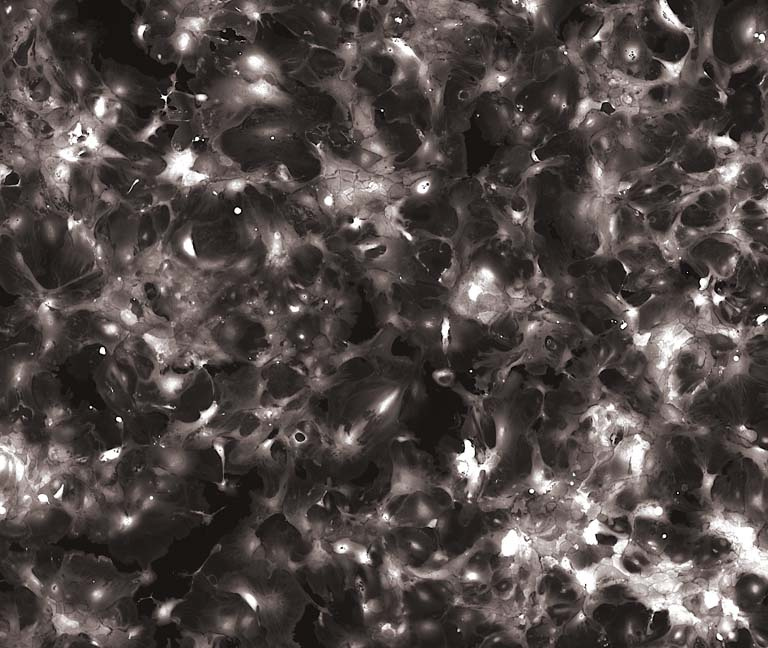 wide field view of cells in grayscale, with high concentrations of white nuclei in the corners