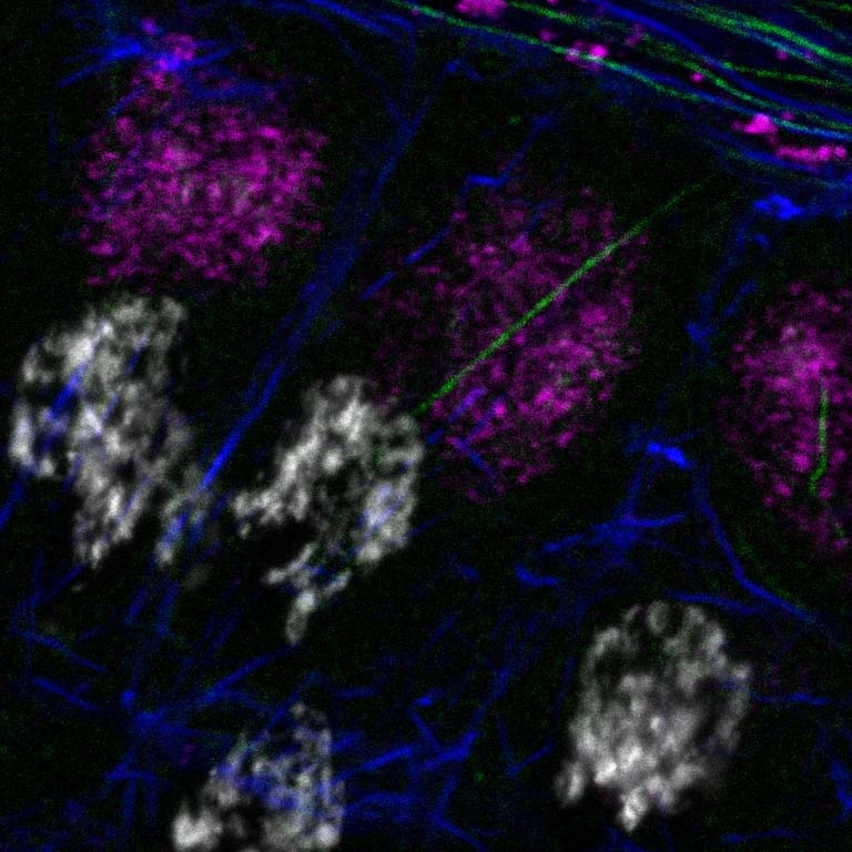 four fuzzy clusters of white appear in contrast to magenta clusters. Royal blue wisps are interspersed with a green streak running center to upper right where more streaks peek out