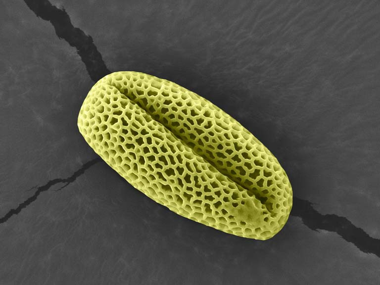 a single grain of pollen, porous and creased like a coffee bean, rests on a cracked grey surface