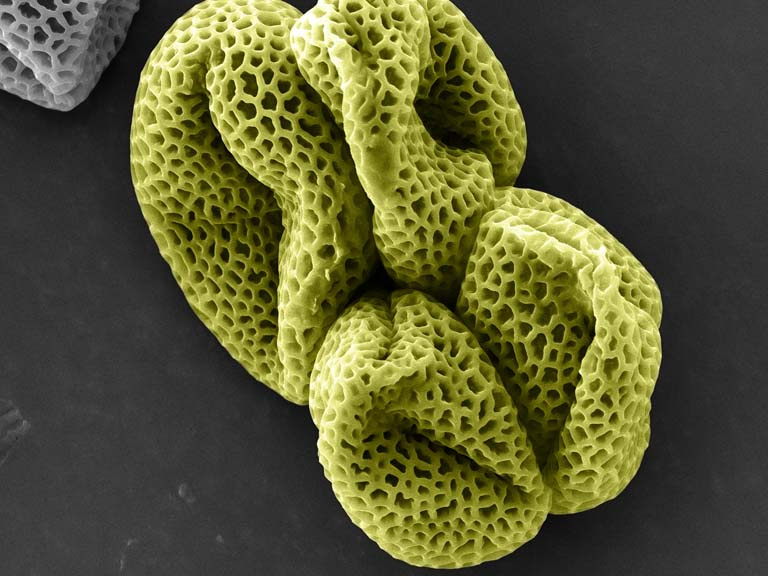 four quadrants of a porous grain of pollen appear crumpled on a dark grey surface