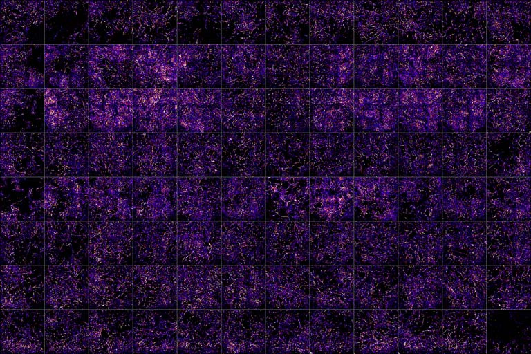 a 12x8 grid of squares with various concentrations of cells glowing purple and yellow