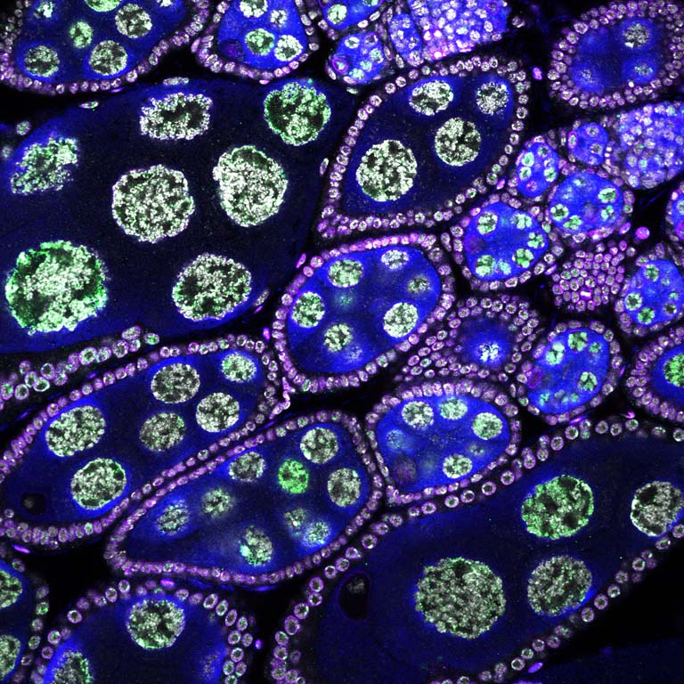 compartments of cells glowing purple, green, and blue—several large linked clusters i the middle with unbounded cells around them