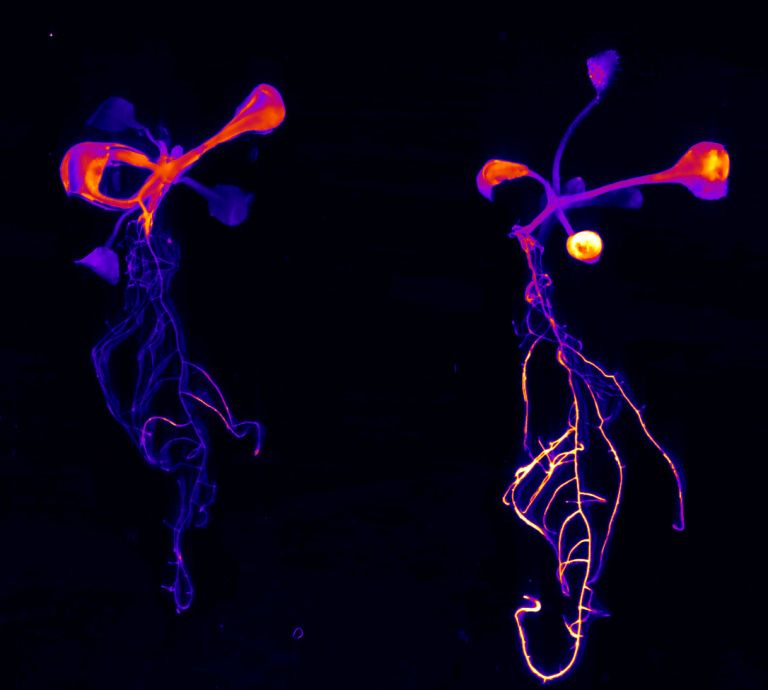 Seahorse shaped fluorescent shapes floating in black. 