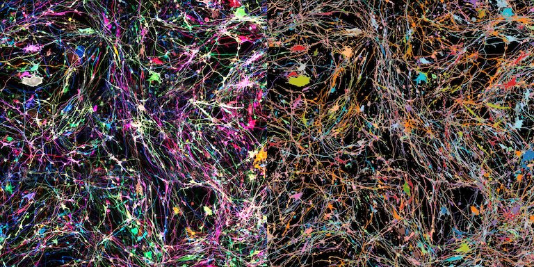 A colorful network of neurons in a dark background