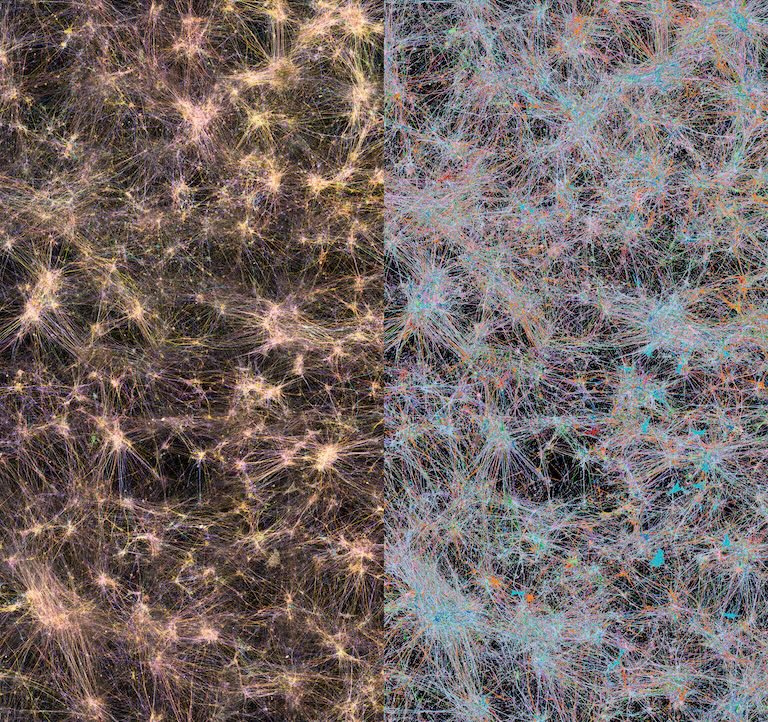 A dense pink and golden on the left and white, blue, and pink network of neurons in the right in a dark background