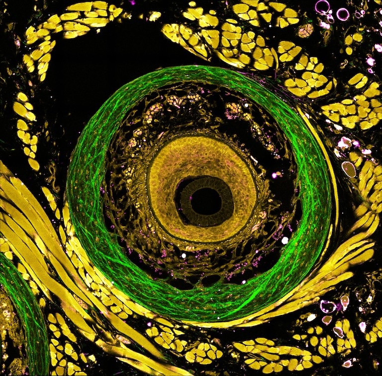 Whorls of green, gold, black and magenta that resemble a close-up view of a butterfly wing