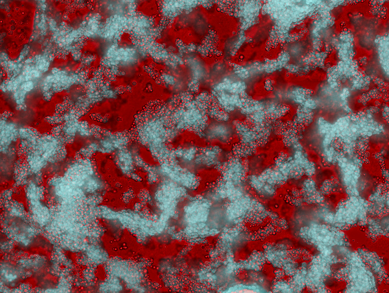 Dense cyan bubble like structures with a red fluid and dense red bubble clusters at the background