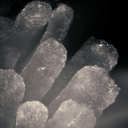 Translucent cliff like structures. 