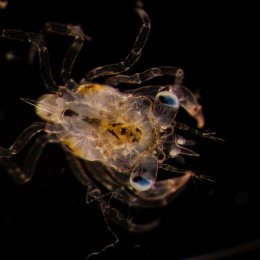 close-up view of a developing crab