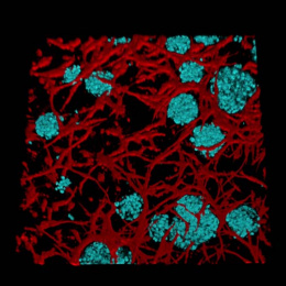 red vessels surround blue cells