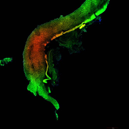 hook-like fluorescent green tube with red fluorescence at the curve