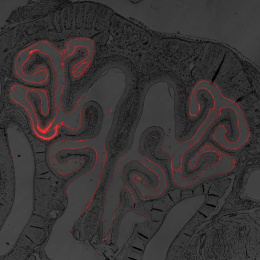 red vaccine components inside grey nasal tissue