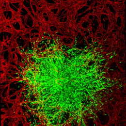 a network of red-colored cells surrounds a flowery cluster of green-colored cells