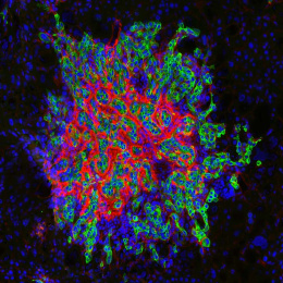 a stylized cluster of interspersed cells in red, blue, and green