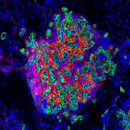 a stylized trapezoidal cluster of interspersed cells in red, blue, and green