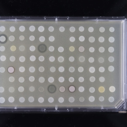 Yellow and white dots on a rectangular slide on a black background